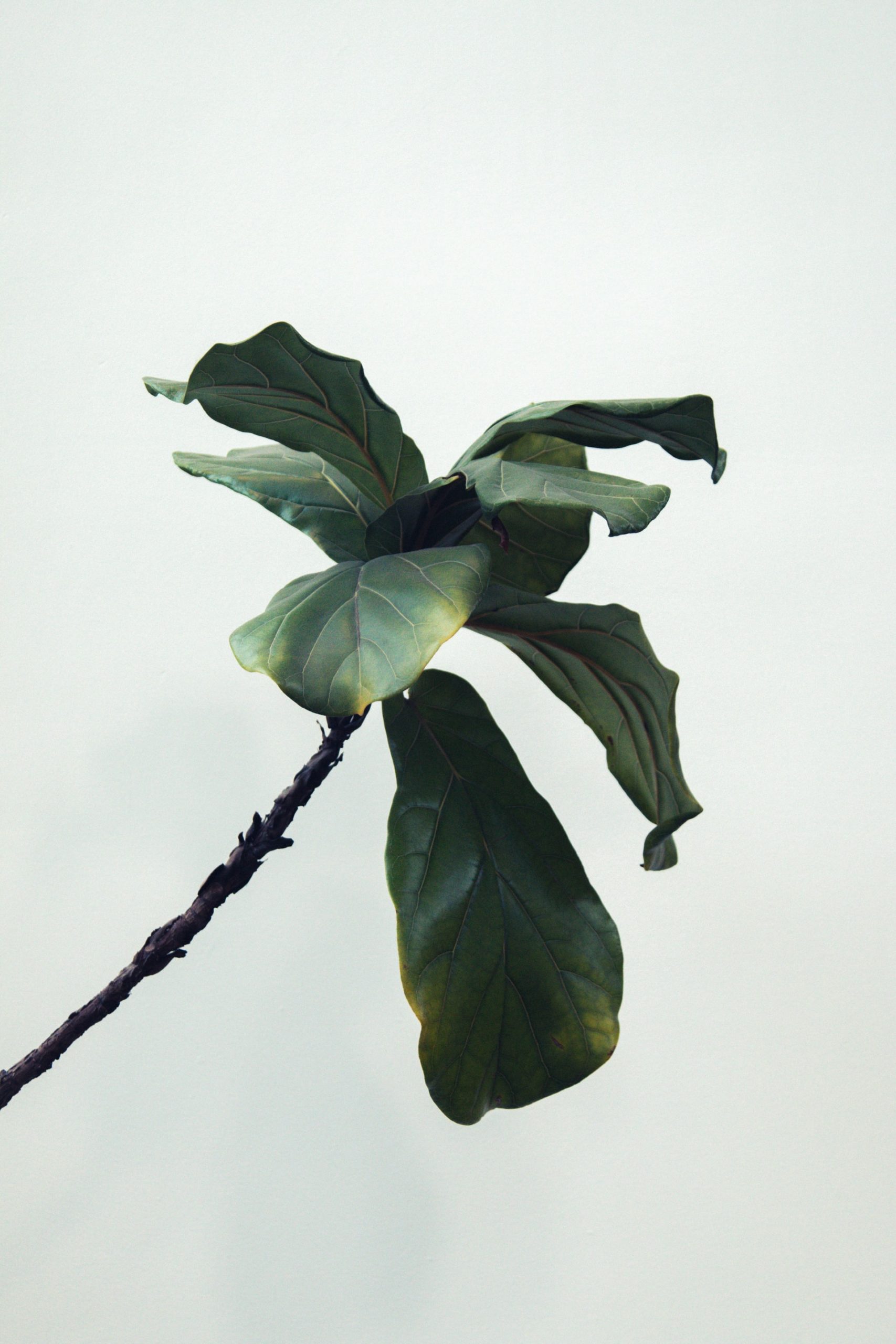 A Guide to Plant Nutrient Deficiencies